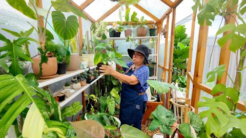 A woman wearing a wide-brimmed hat and apron is tending to plants inside a small greenhouse filled with lush green foliage. Shelves on both sides hold various potted plants, and the greenhouse structure is made of wooden beams with transparent walls, allowing natural light to flood in. https://unsplash.com/fr/photos/une-personne-dans-une-serre-rrBXHANGjng